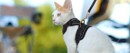 Kala Cat Harness & Leash Set
