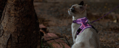 Kala Cat Harness & Leash Set