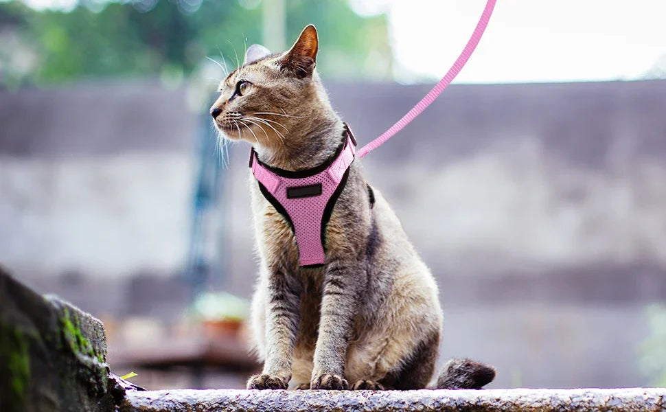 Kala Cat Harness & Leash Set